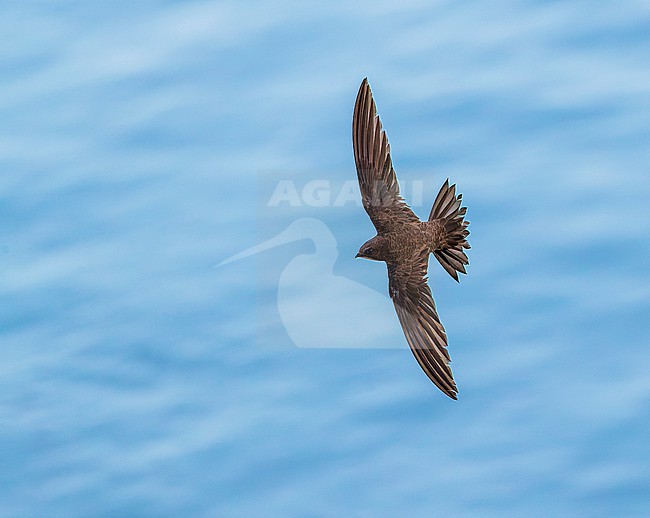 Alpine Swift (Apus melba) in flight in Spain. stock-image by Agami/Marc Guyt,