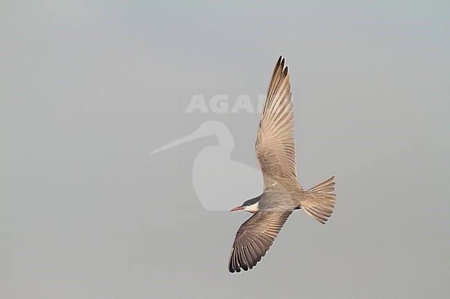 Witwangstern vliegend; Whiskered Tern flying stock-image by Agami/Chris van Rijswijk,