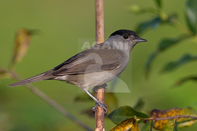 Mannetje Zwartkop; Male Eurasian Blackcap stock-image by Agami/Daniele Occhiato,