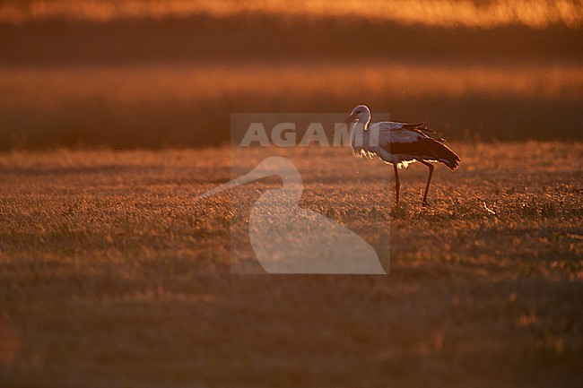 adult white stork (ciconia ciconia) resting on a mowed meadow in the orange back light of the evening sun stock-image by Agami/Mathias Putze,