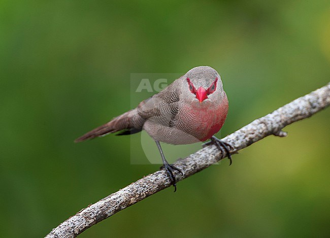 Male Common Waxbill, Estrilda astrild astrild, perched on a branch near Cape Town in South Africa. stock-image by Agami/Marc Guyt,