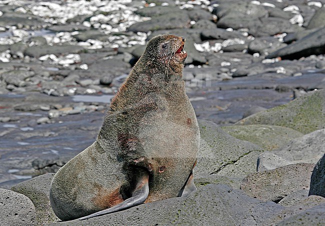Northern fur seal (Callorhinus ursinus) in Alaska. stock-image by Agami/Pete Morris,