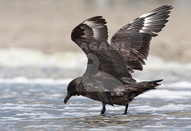 First-summer Great Skua (Catharacta skua) eating from a dead gull on a Dutch beach. With wings held up. stock-image by Agami/Edwin Winkel,