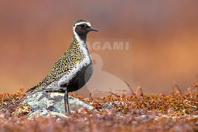 Adult Eurasian Golden Plover, Pluvialis apricaria, in arctic Norway. stock-image by Agami/Daniele Occhiato,