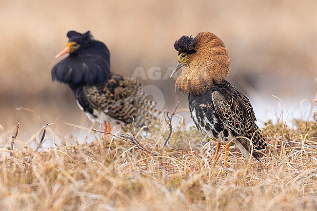 Ruff (Calidris pugnax), adult males displaying, Finnmark, Norway stock-image by Agami/Saverio Gatto,