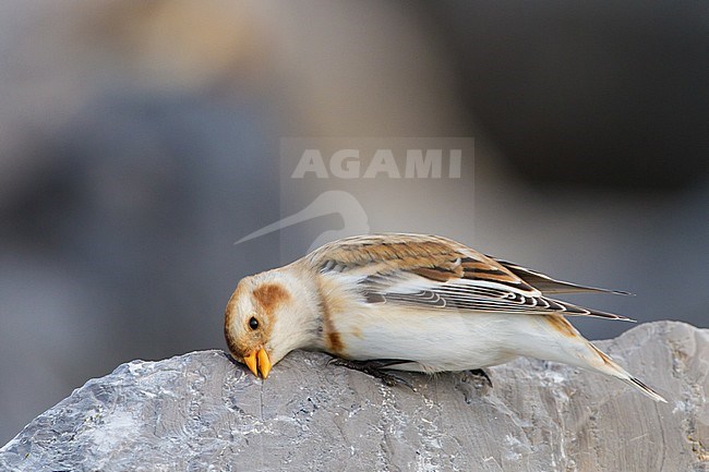 Snow Bunting, Plectrophenax nivalis, in winter plumage rubbing his bill and sitting on basalt rocks part of small flock wintering at North Sea coast. Adult female of nominate subspecies nivalis scratching her bill on the rock. stock-image by Agami/Menno van Duijn,