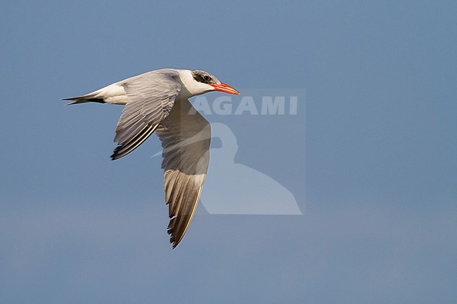 Reuzenstern; Caspian Tern; Sterna caspia, Oman, adult stock-image by Agami/Ralph Martin,