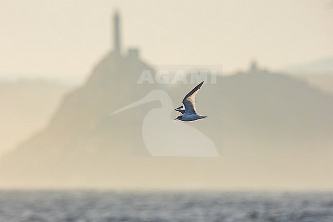  stock-image by Agami/Menno van Duijn,
