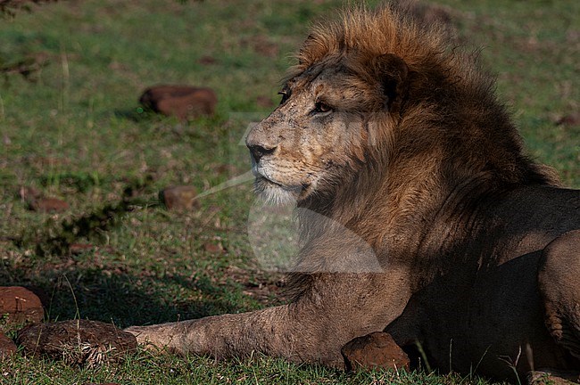 Portrait of an old male lion, Panthera leo, resting. Masai Mara National Reserve, Kenya. stock-image by Agami/Sergio Pitamitz,