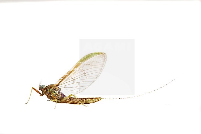 Female Cloeon dipterum stock-image by Agami/Wil Leurs,