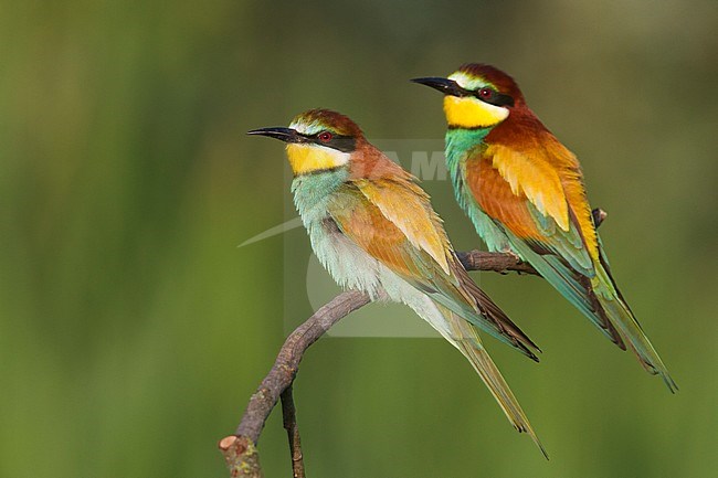 European Bee-eater, Bijeneter, Merops apiaster, Hungary, adult stock-image by Agami/Ralph Martin,