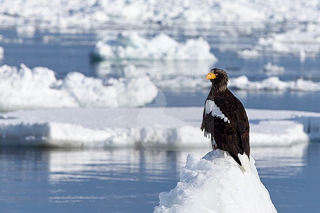 Steller-zeearenden Zeearenden op ijs, Stellers Sea-eaglee and White-tailed Eagles perched on ice stock-image by Agami/Markus Varesvuo,