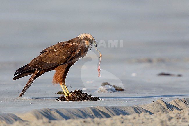 Marsh Harrier (Circus aeruginosus), Standing on the sand, Taqah, Dhofar, Oman stock-image by Agami/Saverio Gatto,