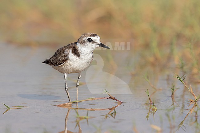 Kentish Plover seen from the shoulder stock-image by Agami/Onno Wildschut,