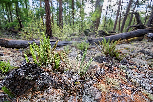 Forest, Russia (Irkutsk). Detail of forest floor. stock-image by Agami/Ralph Martin,
