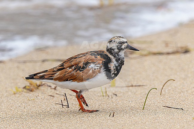 Ruddy turnstone (Arenaria interpres) during spring migration on a tropical beach in Puerto Rico. stock-image by Agami/Pete Morris,