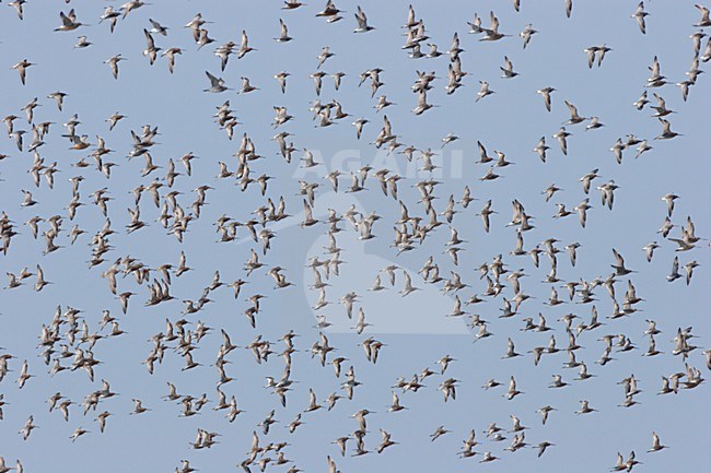 Grote groep Aziatische Grijze Snippen in vlucht; Big flock of Asian Dowitchersin flight stock-image by Agami/Ran Schols,