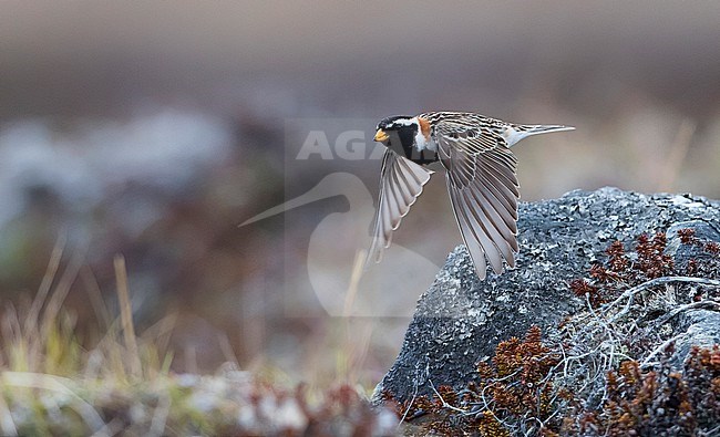 Side view of an adult male Lapland Longspur (Calcarius lapponicus) taking flight. Finland stock-image by Agami/Markku Rantala,