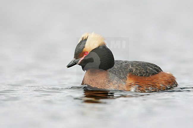 Kuifduiker in zomerkleed; Horned Grebe in summer plumage stock-image by Agami/Menno van Duijn,