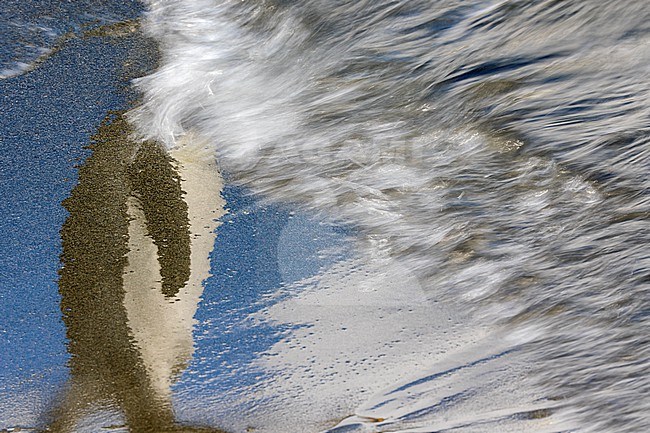 Artistic image of the slow speed reflection in the sand beach of a King Penguin (Aptenodytes patagonicus patagonicus) in Salisbury Plain, South Georgia. Gold award picture in the category 'Attention to detail' in the Bird Photographer of the Year 2021 contest. stock-image by Agami/Rafael Armada,
