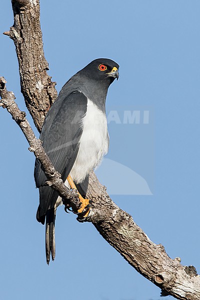 White-bellied Goshawk, Accipiter haplochrous, on New Caledonia, in the southwest Pacific Ocean. stock-image by Agami/Dubi Shapiro,