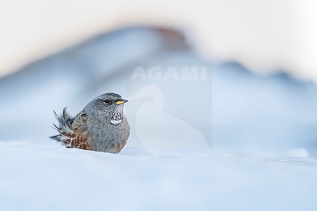 Alpine Accentor (Prunella collaris) sitting in a snow coverd moutain landscape in the swiss alps. stock-image by Agami/Marcel Burkhardt,
