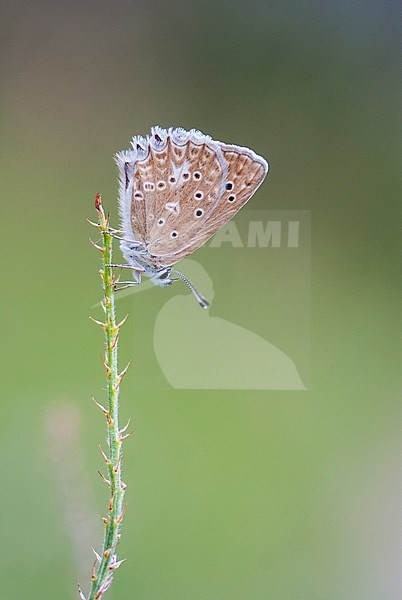 Vrouwtje Getand blauwtje, Famale Meleager's Blue stock-image by Agami/Iolente Navarro,