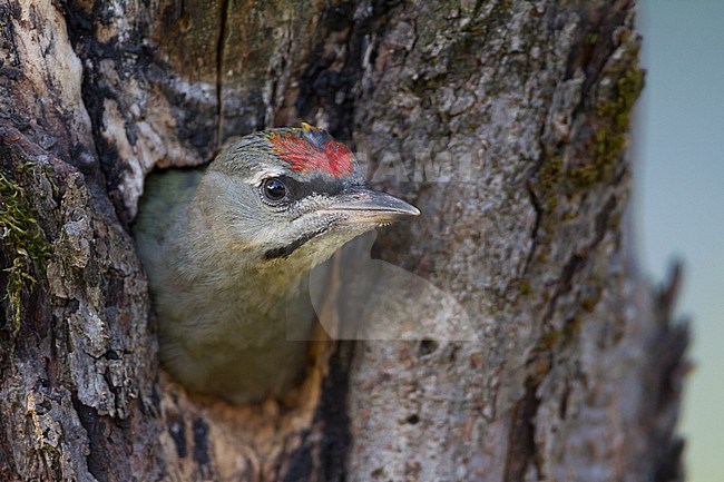 Grey-headed Woodpecker - Grauspecht - Picus canus ssp. canus, Germany, juvenile, male stock-image by Agami/Ralph Martin,