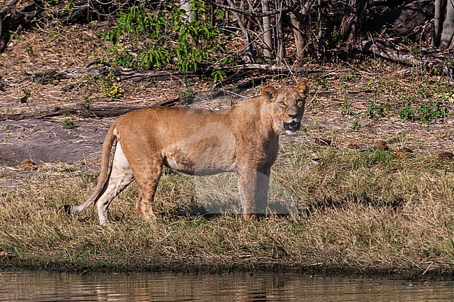 A lioness, Panthera leo, on the bank of the Savute Channel. Savute Channel, Linyanti, Botswana. stock-image by Agami/Sergio Pitamitz,