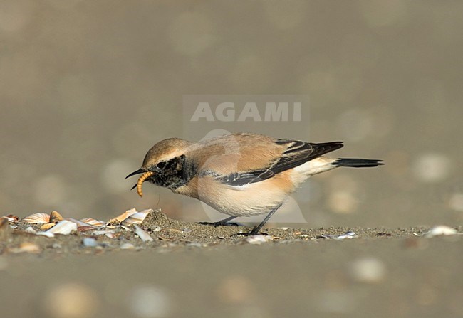 Desert Wheatear on beach of IJmuiden, Netherlands ; Woestijntapuit op het strand van IJmuiden stock-image by Agami/Marc Guyt,