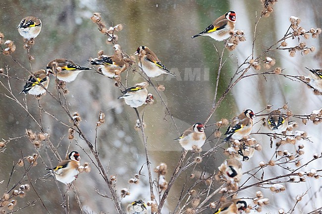 A group of European Goldfinches (Carduelis carduelis) are trying to find some seeds during a heavy snow storm. stock-image by Agami/Jacob Garvelink,