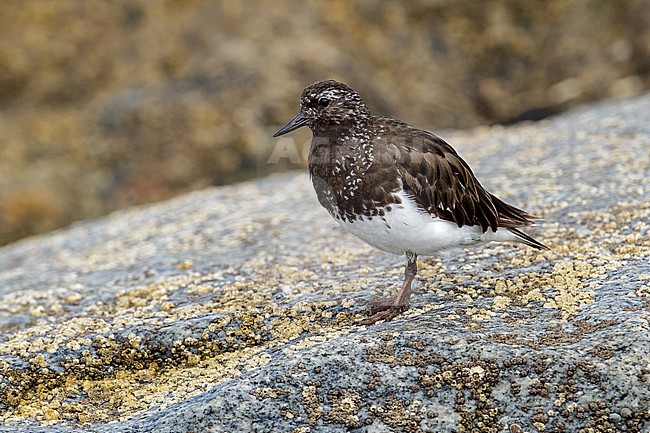 Adult breeding
Ventura Co., CA
August 2013 stock-image by Agami/Brian E Small,