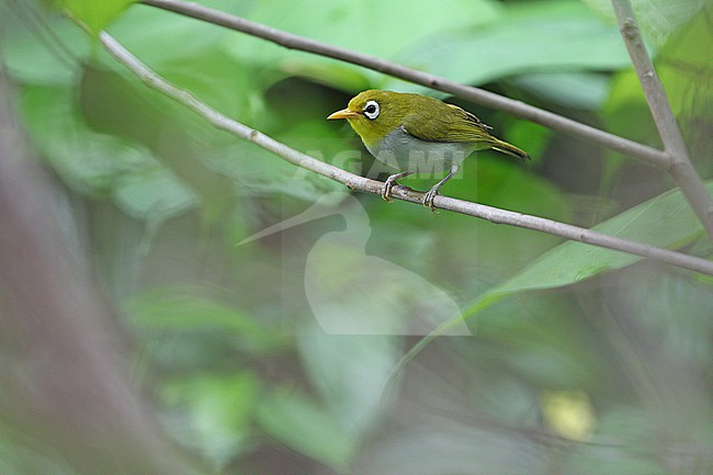 Wangi wangi White-eye (Zosterops paruhbesar) in Indonesia. in undergrowth near the village of Wanci on Wangiwangi Island. stock-image by Agami/James Eaton,