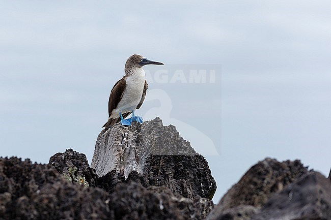A blue-footed booby, Sula nebouxii, perching on a volcanic rock. Espanola Island, Galapagos, Ecuador stock-image by Agami/Sergio Pitamitz,