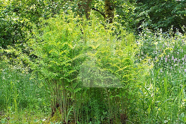 Royal fern, Osmunda regalis stock-image by Agami/Wil Leurs,
