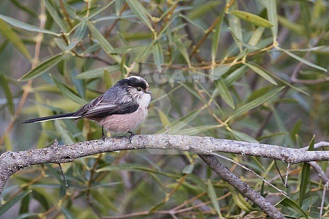 Long-tailed Tit (Aegithalos caudatus irbii) Spain, adult perched on a branch stock-image by Agami/Ralph Martin,
