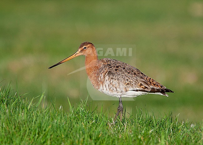 Adult male Icelandic Black-tailed Godwit (Limosa limosa islandica), Cley, Norfolk, during spring. stock-image by Agami/Steve Gantlett,