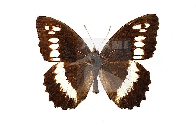 Great Banded Grayling, Brintesia circe stock-image by Agami/Wil Leurs,
