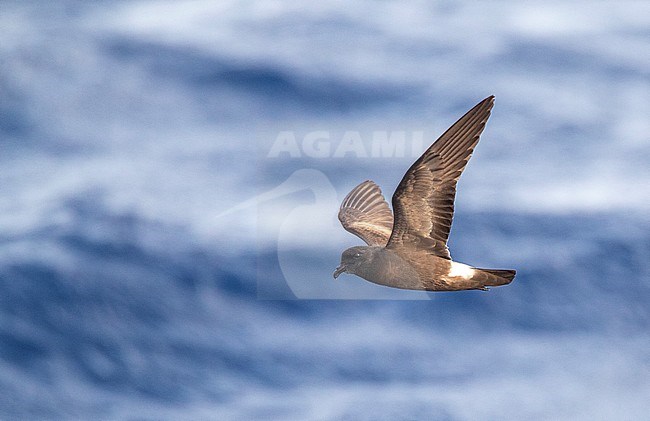 Madeiran Storm Petrel (Oceanodroma castro granti), also known as Band-rumped and Grant's Storm Petrel, flying over the ocean off Madeira in the Atlantic ocean. stock-image by Agami/Marc Guyt,
