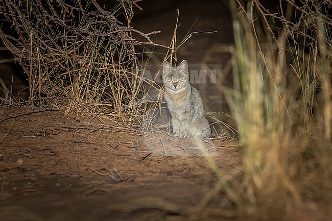 African wildcat (Felis lybica lybica) sitting of the sand in Ouadane, Adar, Mauritania. stock-image by Agami/Vincent Legrand,