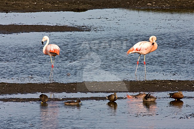 Chileense Flamingo; Chilean Flamingo stock-image by Agami/Marc Guyt,