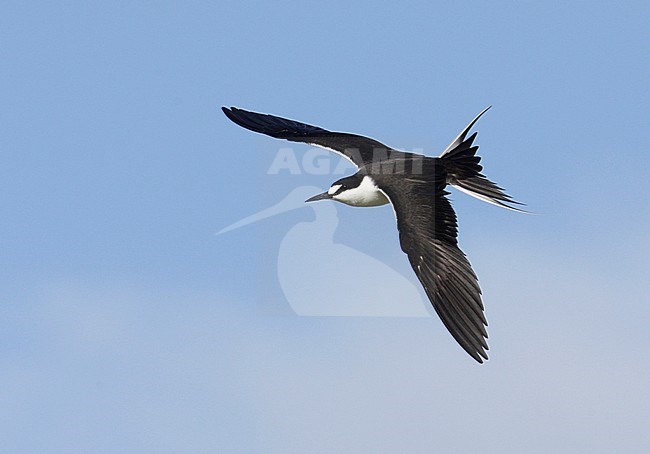 Volwassen Bonte Stern in vlucht; Adult Sooty Tern in flight stock-image by Agami/Mike Danzenbaker,