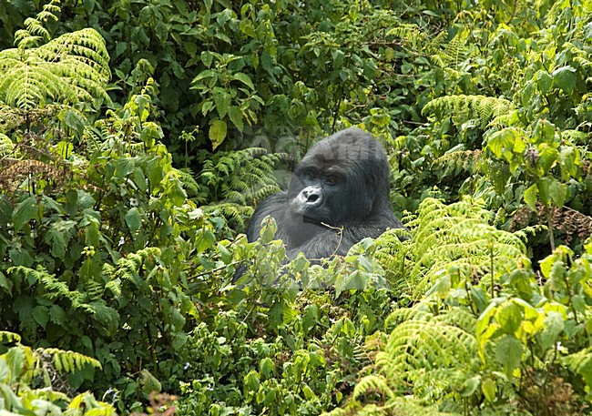 Mountain Gorilla male; berggorilla man stock-image by Agami/Roy de Haas,