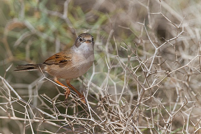 Spectacled Warbler - Brillengrasmücke - Sylvia conspicillata ssp. conspicillata, Morocco, 2nd cy male stock-image by Agami/Ralph Martin,