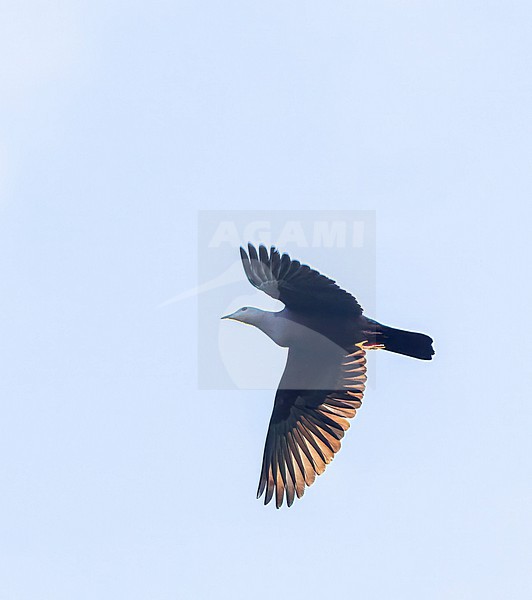 Endemic Chestnut-bellied Imperial-pigeon (Ducula brenchleyi) in flight over Makira island, Solomon islands. stock-image by Agami/Marc Guyt,