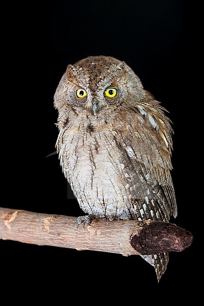 Scops Owl, Otus scops stock-image by Agami/Saverio Gatto,