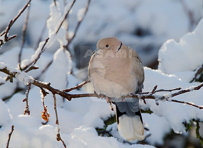 Turkse Tortel in de sneeuw, Eurasian Collared Dove in the snow stock-image by Agami/Roy de Haas,