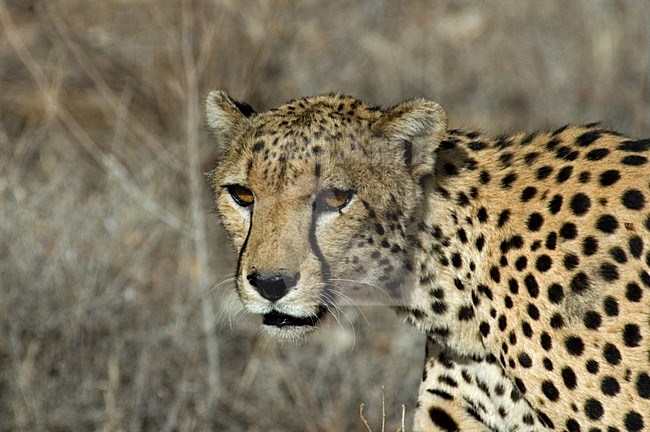 Cheetah close-up of head Samburu NP Kenya, Jachtluipaard close-up van kop Samburu NP Kenia stock-image by Agami/Martijn Verdoes,