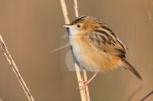 Zitting Cisticola, Perched on a stem, Lazio, Italy (Cisticola juncidis) stock-image by Agami/Saverio Gatto,