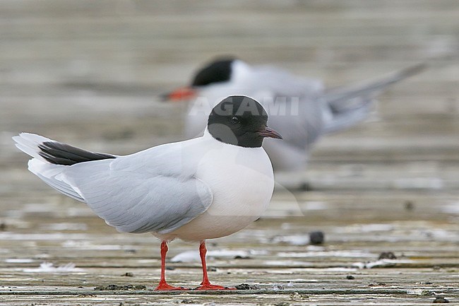 Adult Little Gull (Hydrocoloeus minutus) at Vaala in Finland during late spring or early summer. Standing on the ground with a Common Tern in the background. stock-image by Agami/Markus Varesvuo,